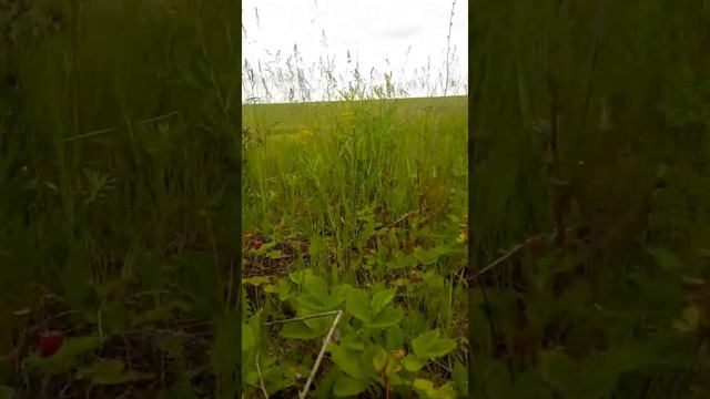 Земляника лесная... смотреть онлайн