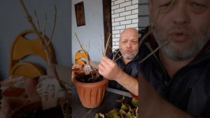 Подготовка макрофил к зимовке (гортензия крупнолистная)