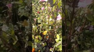 Сбор семян однолетних цветов мирабилис и цинии