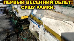 Первый весенний облёт пчёл. Сушу рамки.