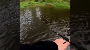 самый крупный карп