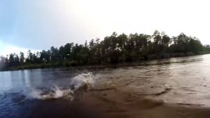 Большеротый окунь. Танцы большого басса