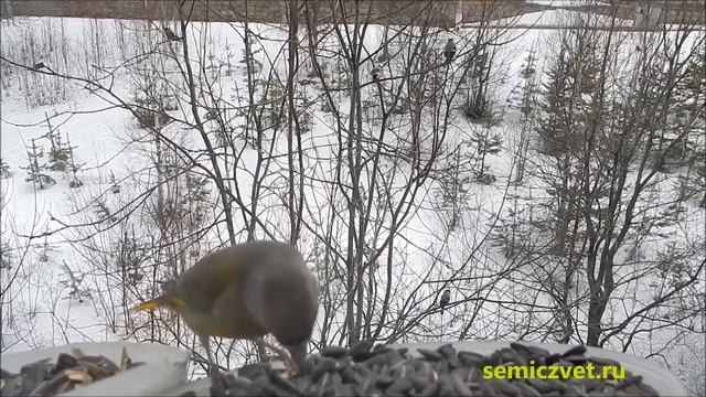 ?? Зеленушка на кормушке. Пернатые друзья