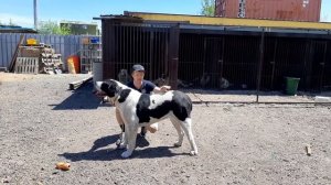 Бугай алабай. Ошибки хендлеров при показе собак на выставке.