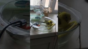 Купание Мини фонтанчик для волнистого попугая