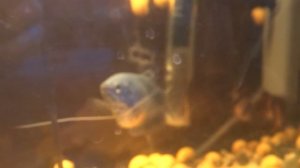 Гурами Голубой (Гурами Суматранский) .Постройка гнезда