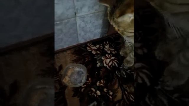 Как научить кота к слова Нельзя и можно?
