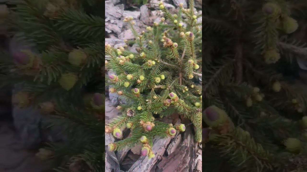 Редкие хвойные!Picea abies Red Devil Ель обыкновенная Ред Девил