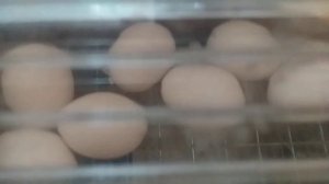 Последние дни инкубации утиных яиц. Опять проблемы