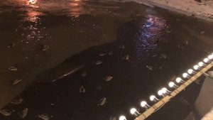 ПИТЕР ЗИМОЙ. КРАСИВЫЕ МЕСТА Санкт-Петербурга. Улицы в центре Питера. Парки, Мосты. Прогулка.