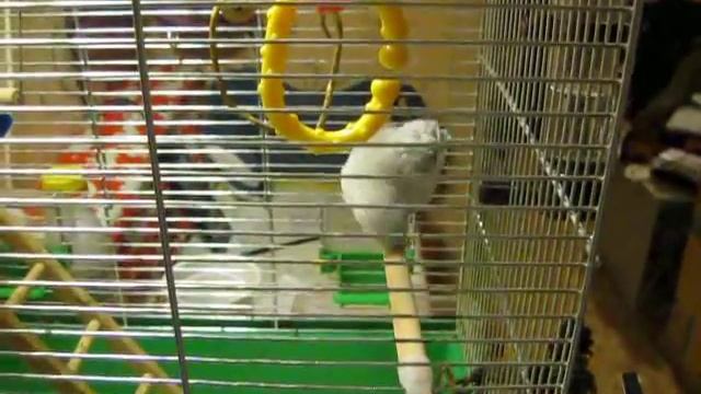 воробьиный попугай, или клетка - музыкальный инструмент смотреть онлайн