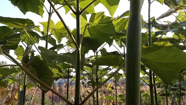 Павловния. Экспериментальный участок. 21.09.2020. смотреть онлайн