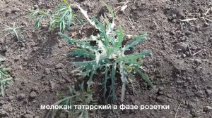 Фаза сорняков для обработки глифосатом, Оренбург