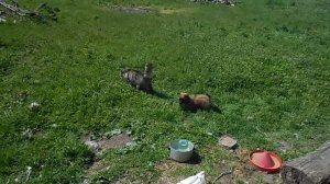 Выращивание гусят. Гусята упали на ноги,  как вылечить.