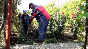 Пересадили грушу