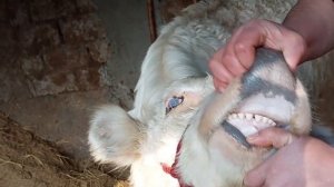 бык порода ШАРОЛЕ (АУЛИЕКОЛЬСКОЙ)