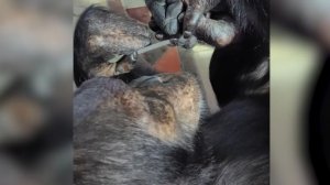 Шимпанзе Лея в Иркутской зоогалерее научилась делать себе маникюр