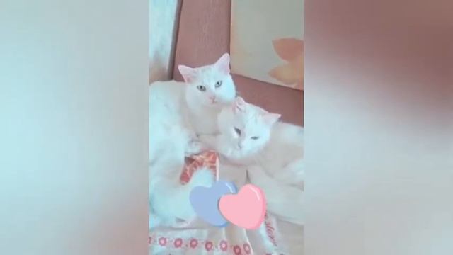 Ты моя нежность. Кошачьи ласки. Кот лижет кошку.