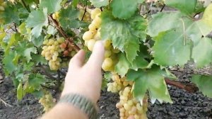 Виноград Купидон (Щенников О. Н.) Виноградник Король В. Н. 21.08.23г. Краснодар