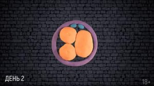 Серия 3. Развитие эмбриона. Что происходит с яйцеклеткой после оплодотворения.