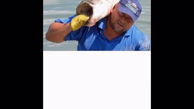 Silurus Glanis Emo-83 & friends смотреть онлайн