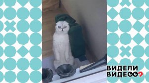 Кот увидел хозяйку с балкона. Видели видео? Фрагмент выпуска от 03.10.2021