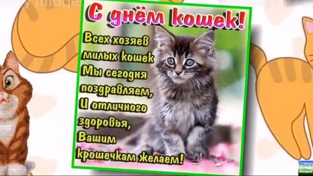 Поздравление  с международным днем  кошек/ Congratulations on the international day of cats