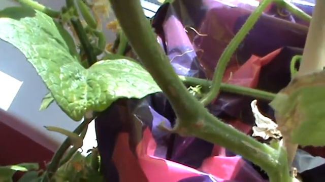 Выращивание огурцов на балконе-Домашние огурцы смотреть онлайн