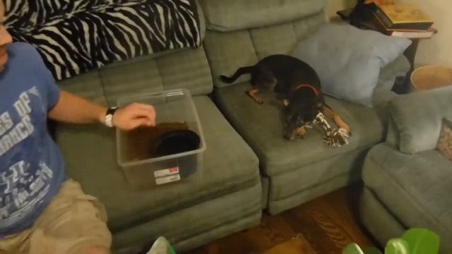 The Dwarf Umbrella Tree: Transplanting & Information (Schefflera arboricola) смотреть онлайн