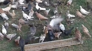 Голуби махачкалы +79387965730