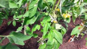 Чтобы томаты не болели и давали УРОЖАЙ Делай ТАК! Триходерма #триходерма #перегной