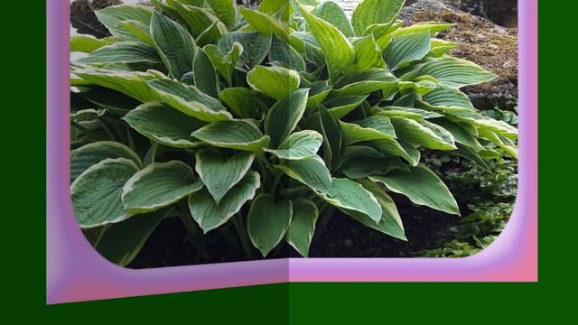 Желаю хороших выходных 🐞🍀🧡🌺🍹 смотреть онлайн