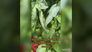 Наше мнение о томате на подвое: отличная урожайность и высокий доход!