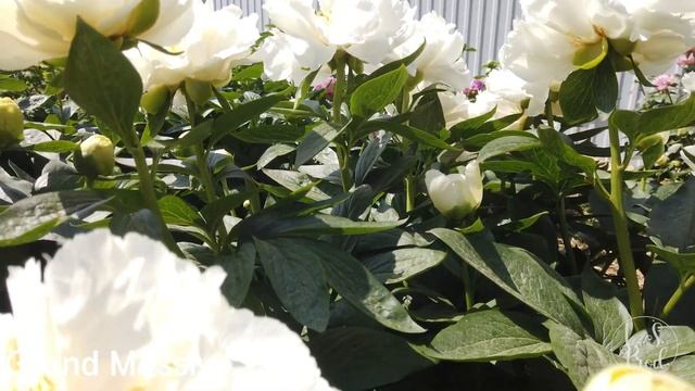 Grand Massive смотреть онлайн