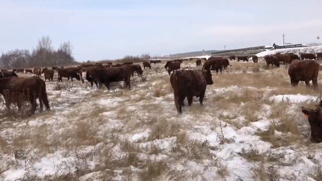 Калмыцкий скот на зимних пастбищах ?