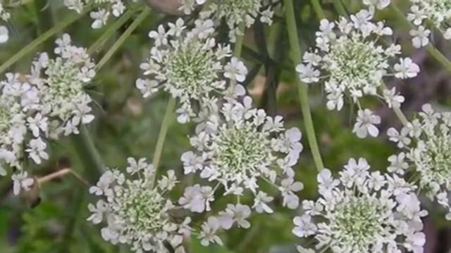 Растение Амми зубная Ammi visnaga