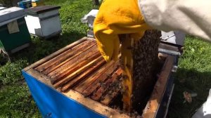 Вовремя сделай Отводки и будешь с Мёдом.