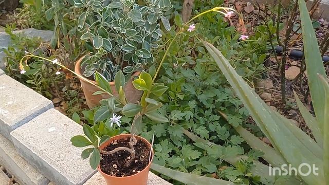 Олины Истории ? Влог #193??Добралась до огородика/Красота?? Алыча созрела? Олеандры в центре смотреть онлайн