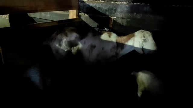 У нас гости.Экскурсия по сараю,а коза родила.А где козлята.Так и оставила козу смотреть онлайн