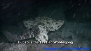 Cuttlefish Versus The Wobbegong Shark