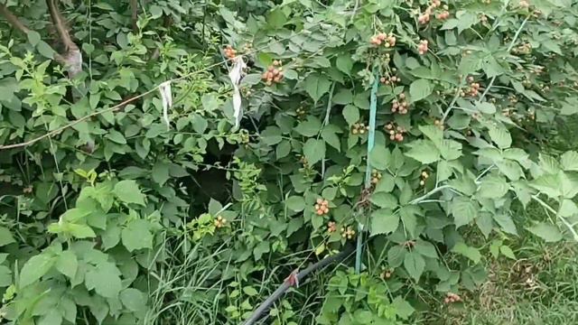 малина 'Кумберленд' смотреть онлайн