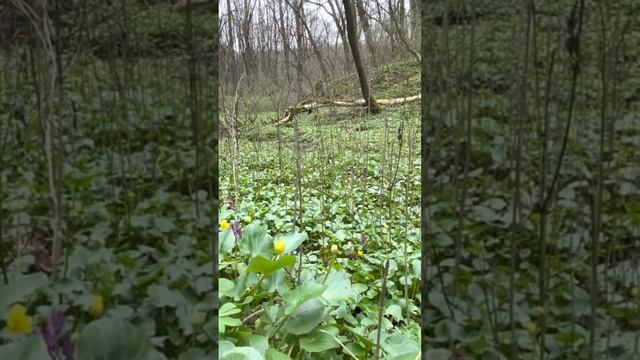 Relaxation and birdsong / Релакс и пение птиц