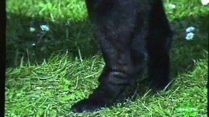 Порода собак. Шарпей.