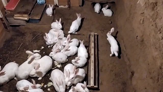 Кролики живут и размножаются в яме, в старом погребе. Тепло зимой и летом прохладно. смотреть онлайн