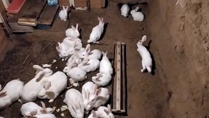 Кролики живут и размножаются в яме, в старом погребе. Тепло зимой и летом прохладно.