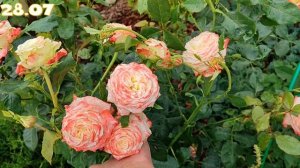 Роза Императрица Фарах в Подмосковье