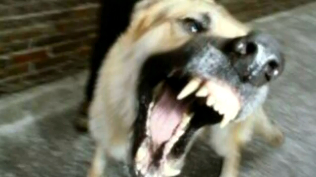 ПЕС ШАТАЕТ МОСТ В ВОЛГОГРАДЕ! смотреть онлайн