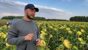 Какой сеялкой сеять подсолнечник?