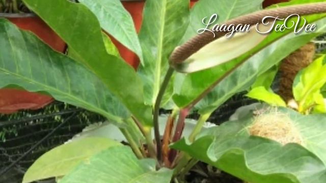 A Different Rare Plants смотреть онлайн