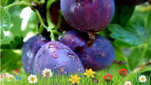 Крыжовник обыкновенный Черномор ? Обзор: посадка и уход. крупномеры: описание и особенности